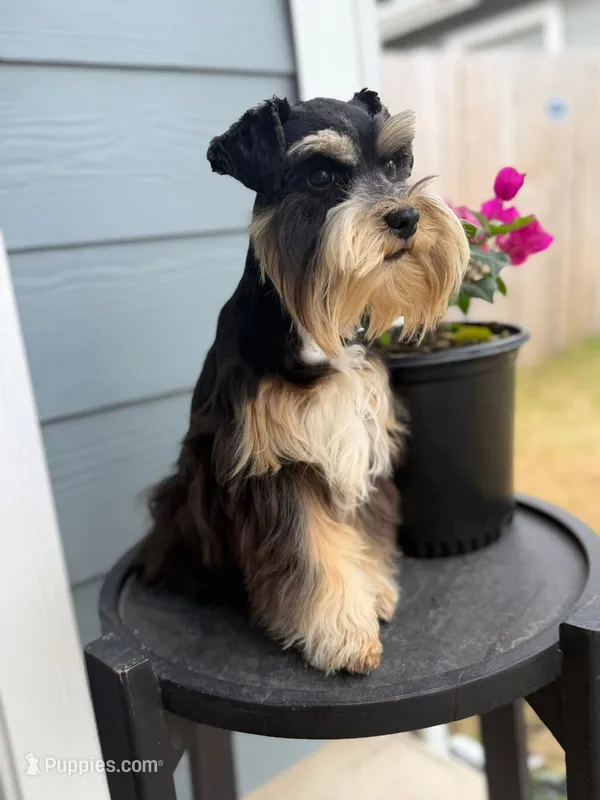 Sunshine  – Miniature Schnauzer puppy for sale in Natalia, TX