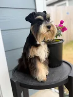 Sunshine , a female Miniature Schnauzer for sale in Natalia, TX – 1 of 2