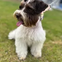 Buttercup, a female Miniature Schnauzer for sale in Jarrell, TX – Photo 1 of 3