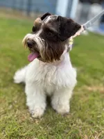 Buttercup, a female Miniature Schnauzer for sale in Jarrell, TX – Photo 1 of 3