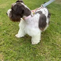 Buttercup, a female Miniature Schnauzer for sale in Jarrell, TX – Photo 3 of 3