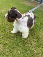 Buttercup, a female Miniature Schnauzer for sale in Jarrell, TX – Photo 3 of 3