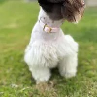 Buttercup, a female Miniature Schnauzer for sale in Jarrell, TX – Photo 2 of 3