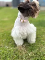 Buttercup, a female Miniature Schnauzer for sale in Jarrell, TX – Photo 2 of 3