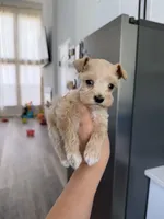 Remi , a male Miniature Schnauzer for sale in Natalia, TX – 2 of 4