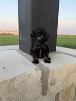 Rojo jr , a male Miniature Schnauzer for sale in Natalia, TX – 4 of 4