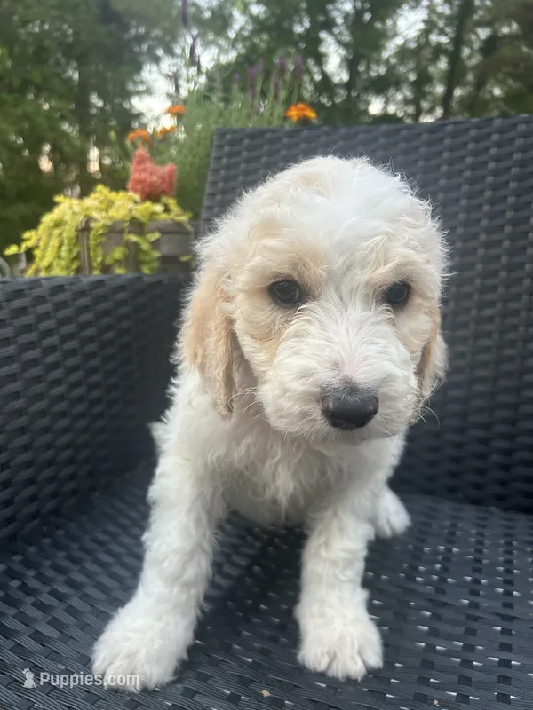 Blue Male – Goldendoodle puppy for sale in Marshall, TX
