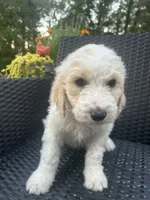 Blue Male, a male Goldendoodle for sale in Marshall, TX – 1 of 1