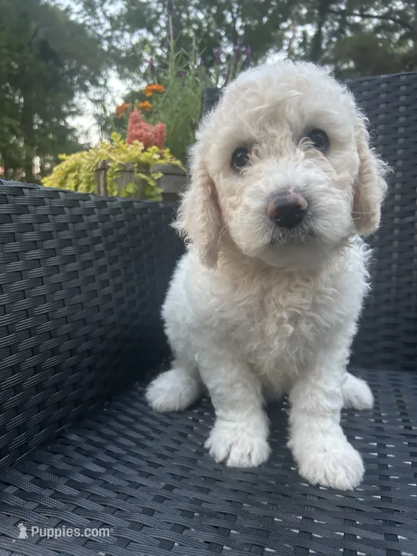 Yellow Female – Goldendoodle puppy for sale in Marshall, TX
