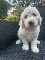 Yellow Female, a male Goldendoodle for sale in Marshall, TX – 1 of 1