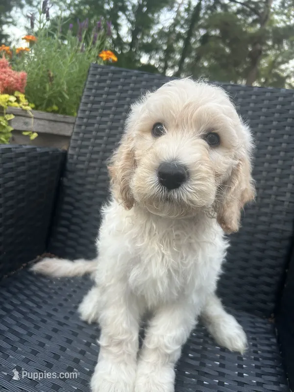 Green Male – Goldendoodle puppy for sale in Marshall, TX