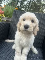 Green Male, a male Goldendoodle for sale in Marshall, TX – 1 of 1
