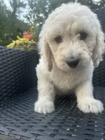 Black Male, a male Goldendoodle for sale in Marshall, TX – 1 of 1