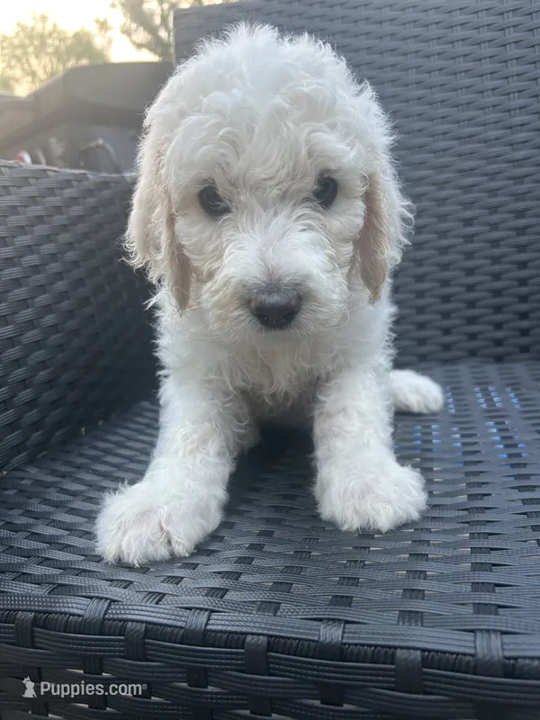 Red Female – Goldendoodle puppy for sale in Marshall, TX