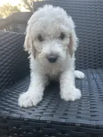 Red Female, a female Goldendoodle for sale in Marshall, TX – 1 of 1