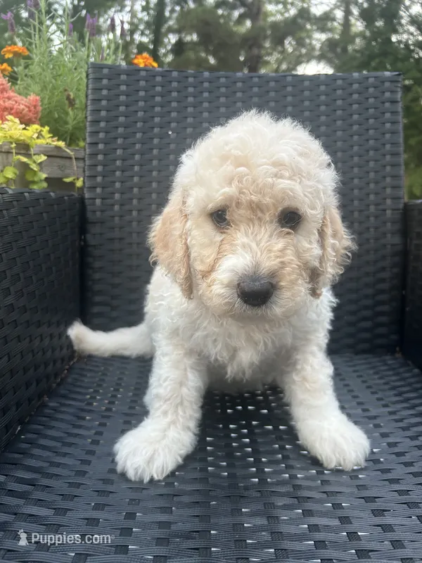 Purple Female – Goldendoodle puppy for sale in Marshall, TX