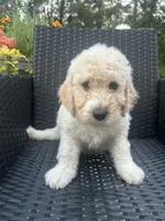 Purple Female, a female Goldendoodle for sale in Marshall, TX – 1 of 1