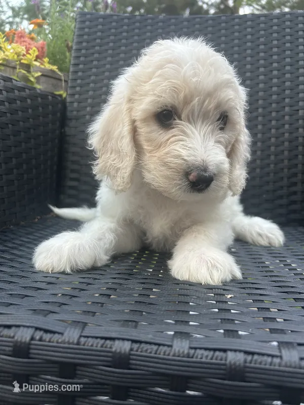 Pink Female – Goldendoodle puppy for sale in Marshall, TX