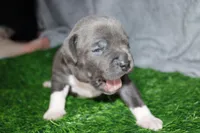 Sindel, a female American Bully for sale in Durham, NC – Photo 3 of 6