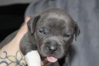 Sindel, a female American Bully for sale in Durham, NC – Photo 5 of 6