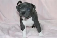 Sindel- ABKC, a female American Bully for sale in Durham, NC – Photo 9 of 10