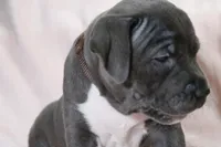 Sindel- ABKC, a female American Bully for sale in Durham, NC – Photo 3 of 10