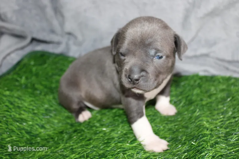 Sindel – American Bully puppy for sale in Durham, NC