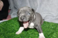 Sindel, a female American Bully for sale in Durham, NC – Photo 4 of 6