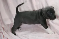 Sindel- ABKC, a female American Bully for sale in Durham, NC – Photo 2 of 10