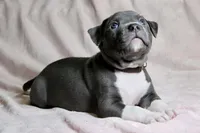 Sindel- ABKC, a female American Bully for sale in Durham, NC – Photo 6 of 10