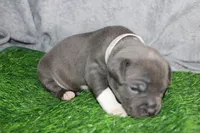 Sindel, a female American Bully for sale in Durham, NC – Photo 2 of 6
