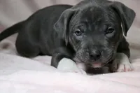 Sindel- ABKC, a female American Bully for sale in Durham, NC – Photo 8 of 10