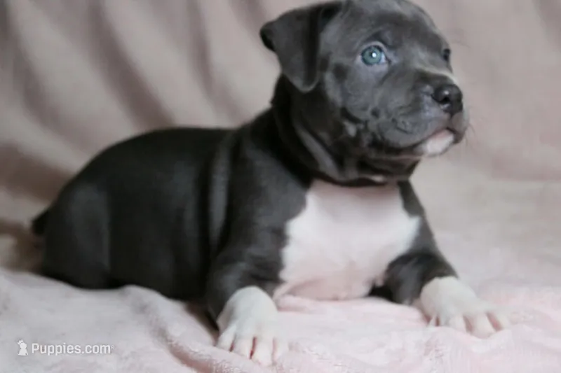 Sindel – American Bully puppy for sale in Durham, NC