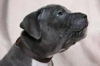 Sindel- ABKC, a female American Bully for sale in Durham, NC – Photo 4 of 10