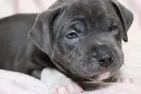 Sindel- ABKC, a female American Bully for sale in Durham, NC – Photo 5 of 10