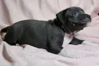 Sindel- ABKC, a female American Bully for sale in Durham, NC – Photo 7 of 10