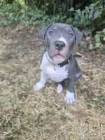Liu Kang- ABKC, a male American Bully for sale in Durham, NC – 2 of 10