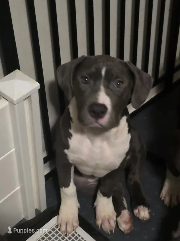 Kitana- ABKC – American Bully puppy for sale in Durham, NC