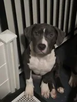 Kitana- ABKC, a female American Bully for sale in Durham, NC – 1 of 6