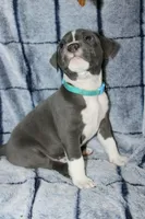 Sub Zero- ABKC, a male American Bully for sale in Durham, NC – Photo 7 of 8