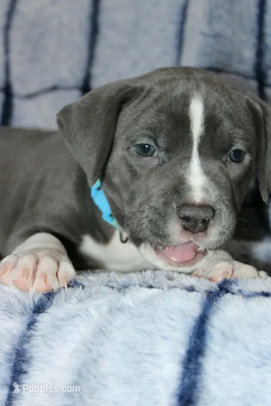 Sub Zero – American Bully puppy for sale in Durham, NC