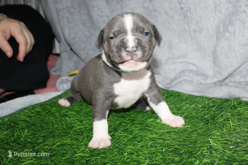 Sub Zero – American Bully puppy for sale in Durham, NC