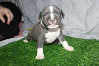 Sub Zero, a male American Bully for sale in Durham, NC – Photo 1 of 6
