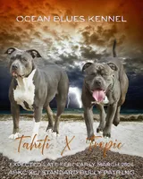 Sub Zero, a male American Bully for sale in Durham, NC – Photo 6 of 6