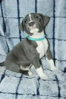 Sub Zero- ABKC, a male American Bully for sale in Durham, NC – Photo 6 of 8