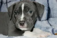 Sub Zero- ABKC, a male American Bully for sale in Durham, NC – Photo 3 of 8