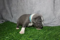 Sub Zero, a male American Bully for sale in Durham, NC – Photo 3 of 6