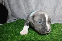 Sub Zero, a male American Bully for sale in Durham, NC – Photo 2 of 6