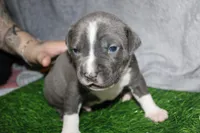 Sub Zero, a male American Bully for sale in Durham, NC – Photo 4 of 6