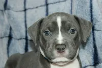 Sub Zero- ABKC, a male American Bully for sale in Durham, NC – Photo 5 of 8